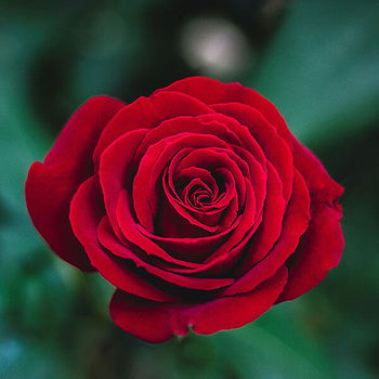 Krisnapali's profile picture