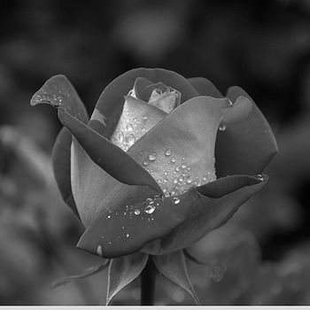 Tamil's profile picture