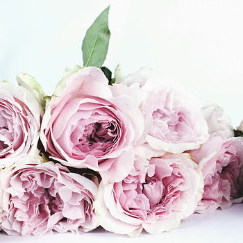 Kanagaraj's profile picture