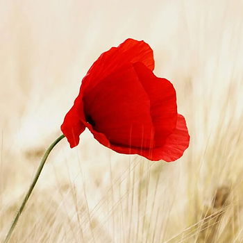 மகாலட்சுமி's profile picture