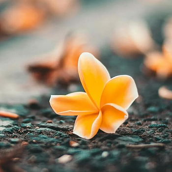 மகாலட்சுமி's profile picture