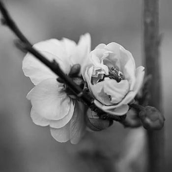 Surendranatha's profile picture