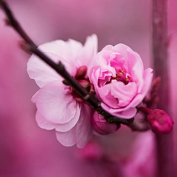 Kanesan's profile picture